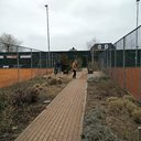 Onkruid tussen tegels verwijderen