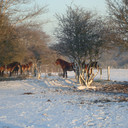 Duinen.