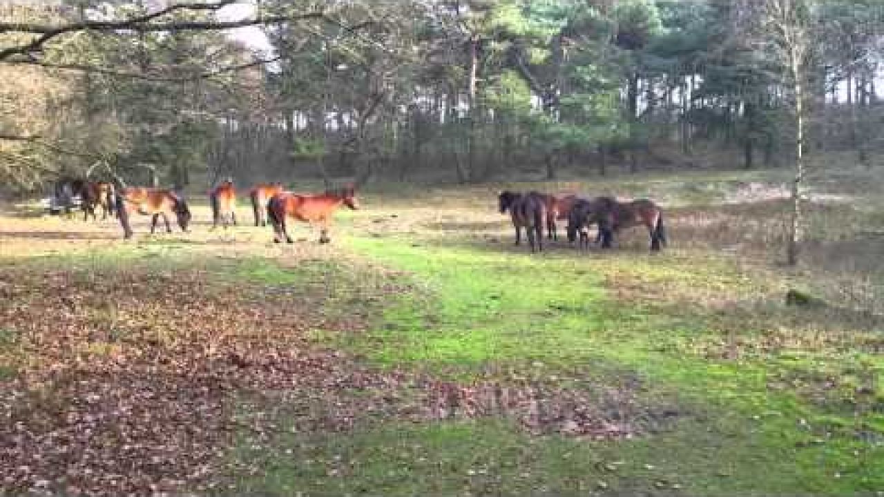  Paarden in de duinen