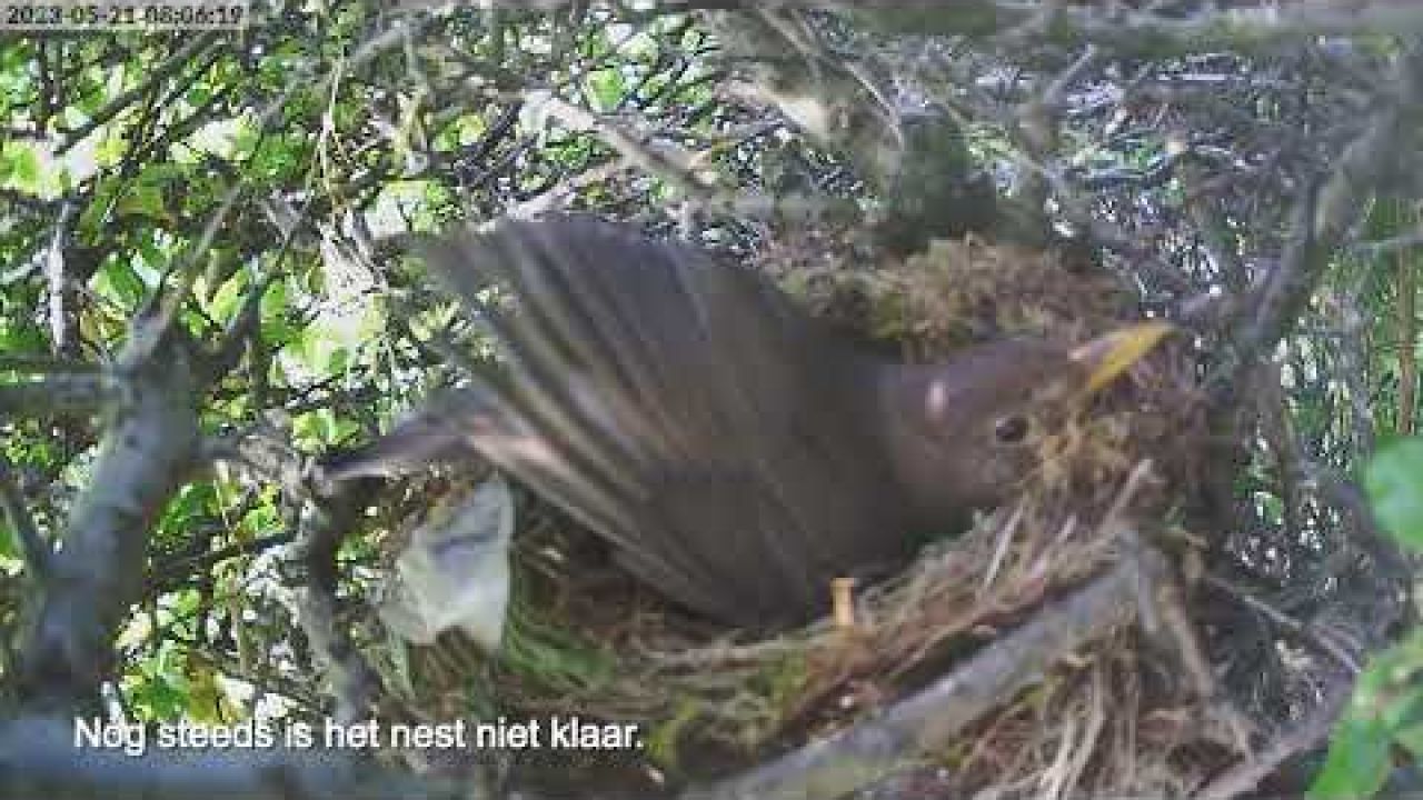 Derde nest merel.