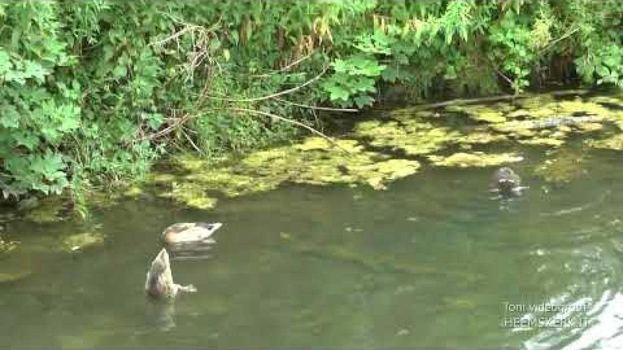 de vrije natuur