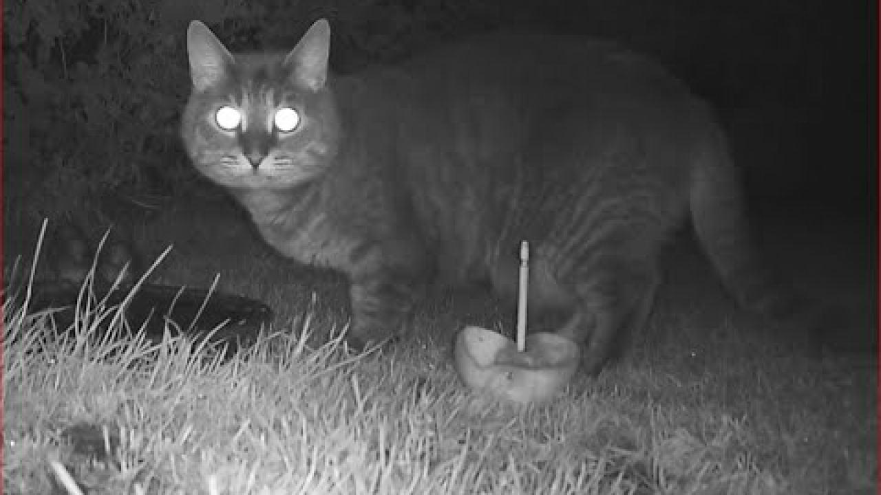 nachtleven in tuin